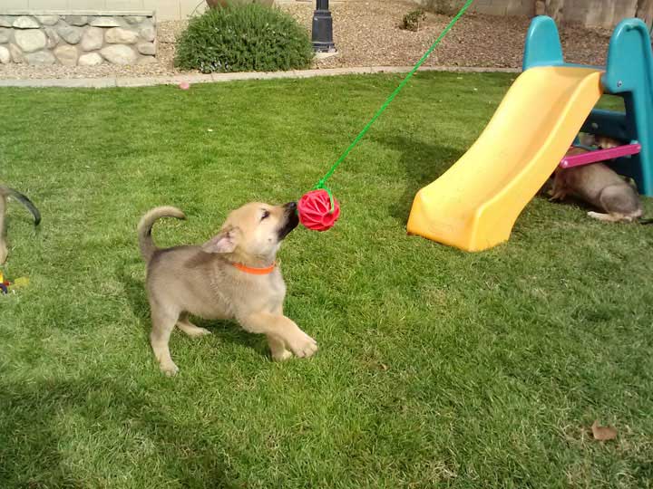 chinook dog